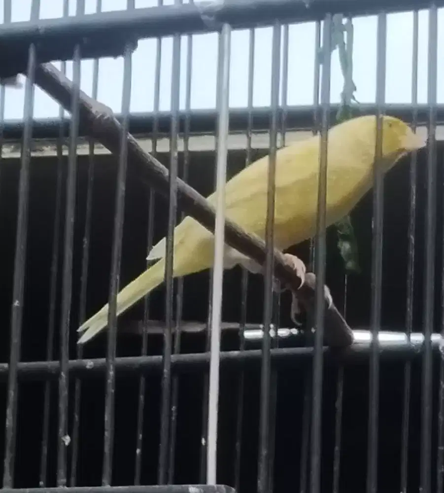Kenari jantan muda sudah ngeroll