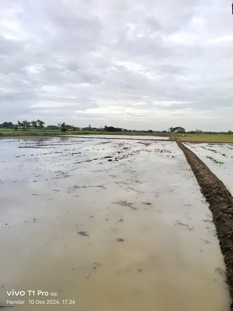 Dijual Sawah Subur & Produktif, Cocok untuk Investasi Pertanian