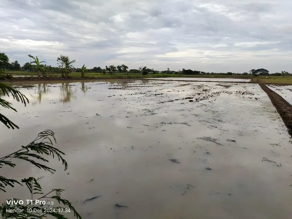 Dijual Sawah Produktif Bekasi – Panen 2–3x/Tahun, Siap Cuan!