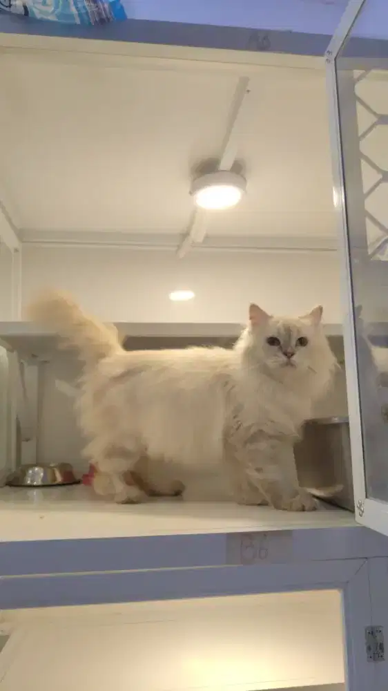 Kucing ragdoll lynx betina super longhair