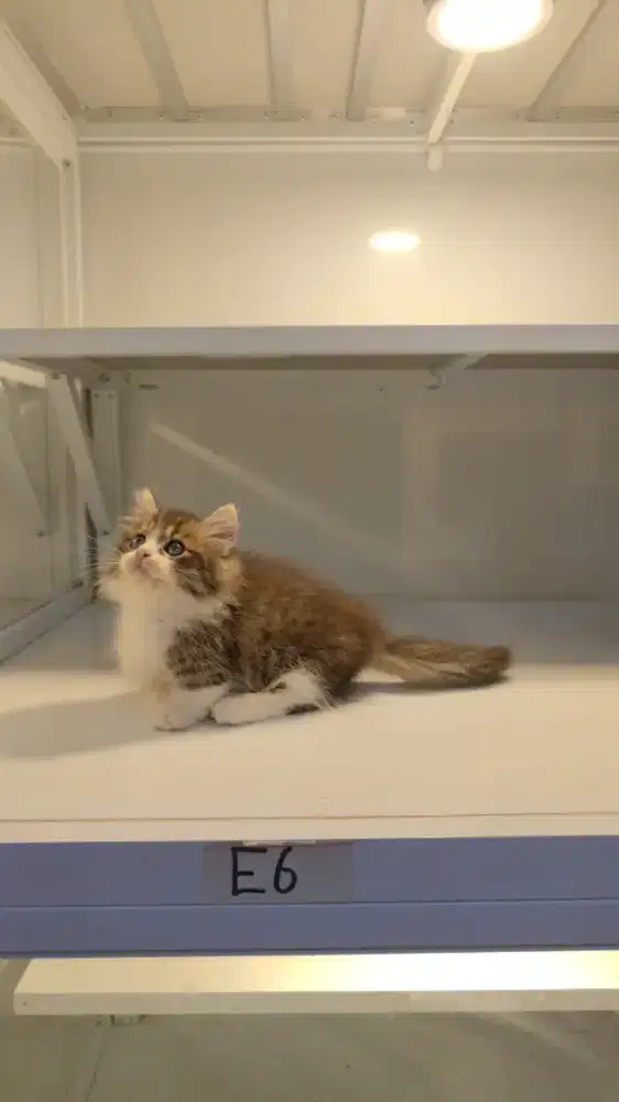 Kucing munhckin cebol kaki pendek mini jantan