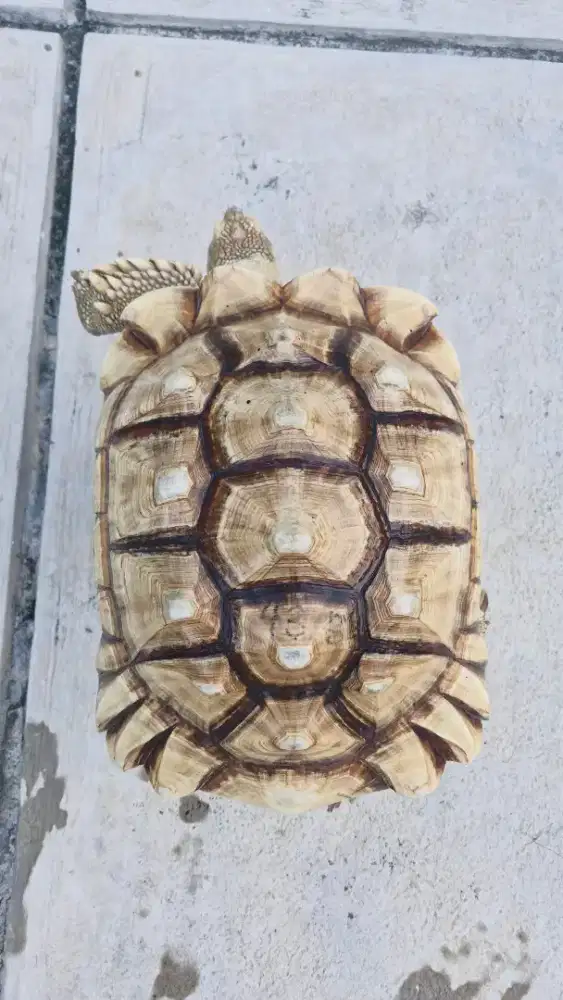 Kura kura sulcata betina 43cm siapan induk