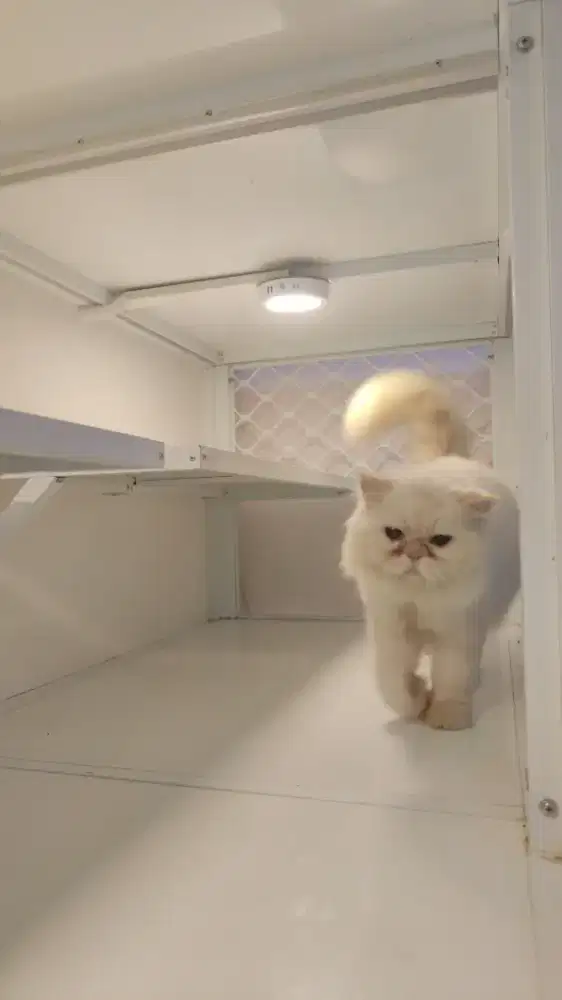 Kucing jantan flatnose redpoint mata biru