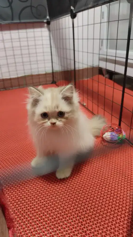 Kucing kitten ragdoll betina longhair