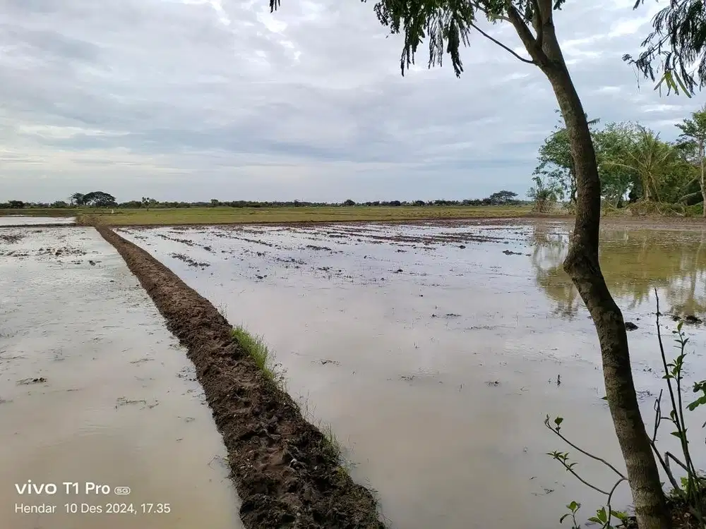 Jual Sawah Produktif Bekasi 2.382m² – Siap Hasil Rutin