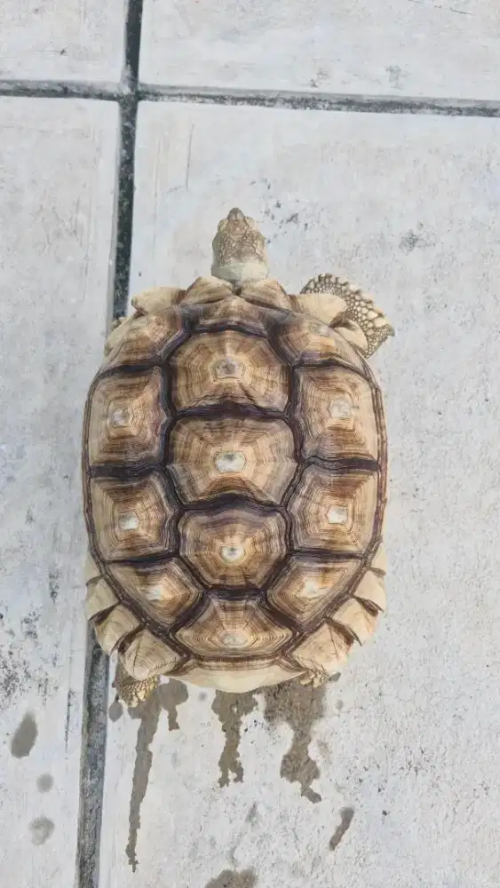 Kura kura sulcata betina 43cm siapan induk