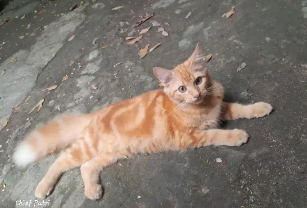 Kucing jantan mix sf dan mix mc