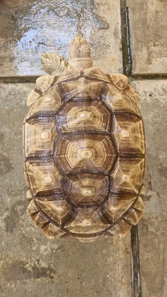 Kura kura sulcata 47cm siap breeding