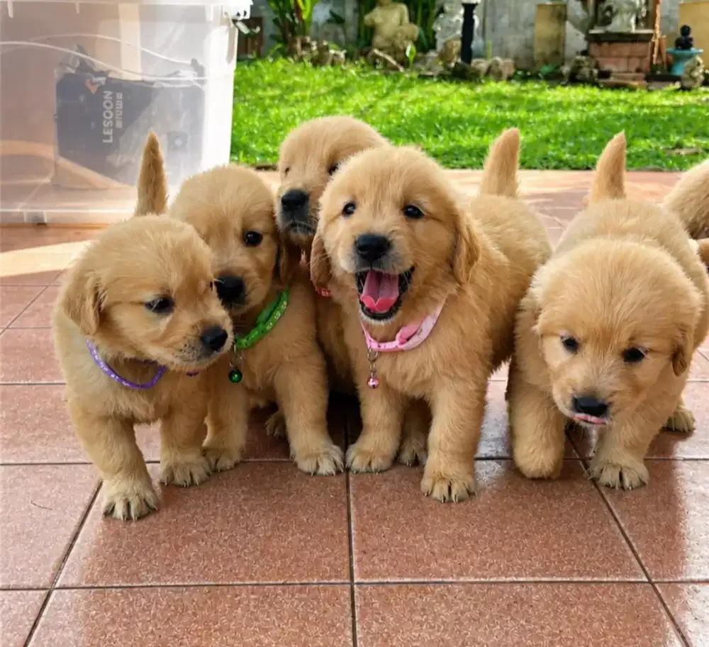 DIJUAL ANJING GOLDEN RETRIEVER