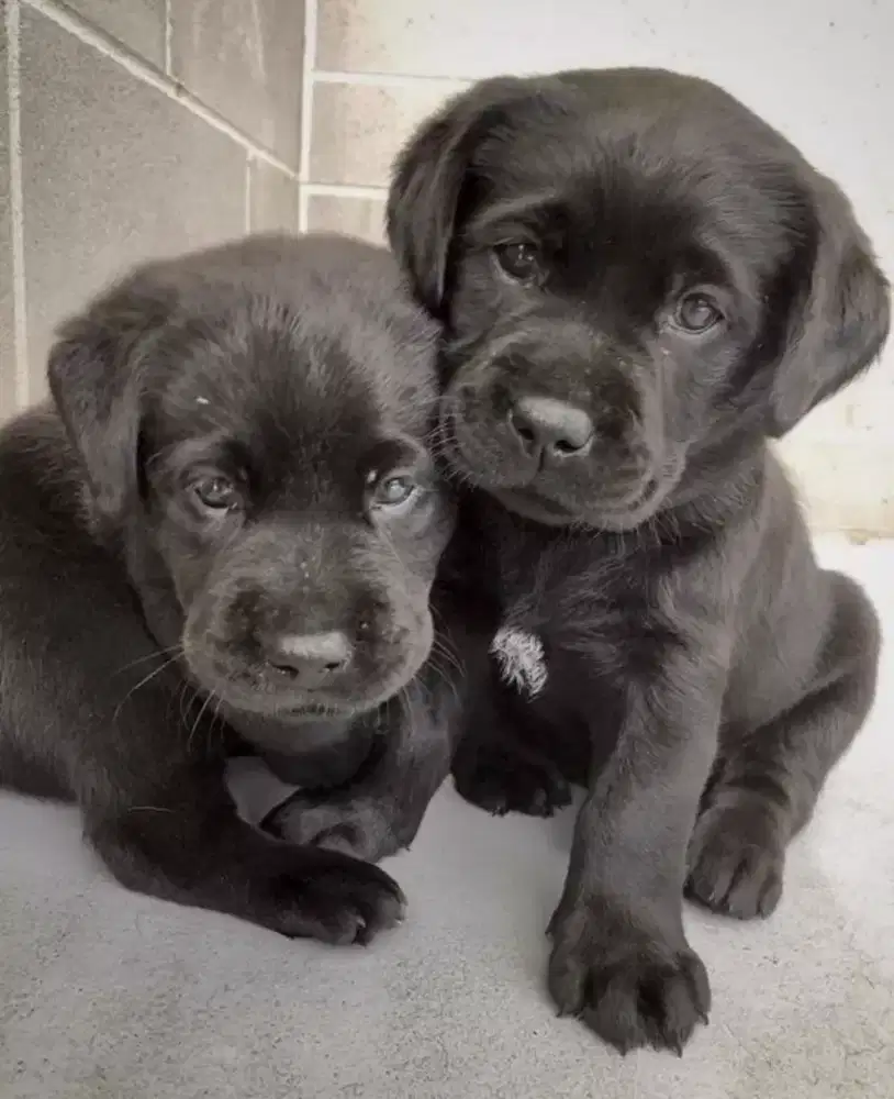 DIJUAL ANJING LABRADOR RETRIEVER