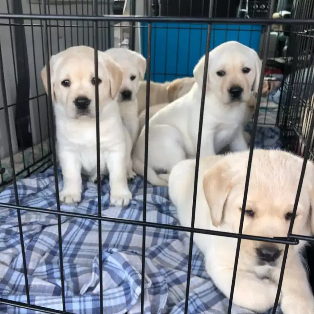 DIJUAL ANJING LABRADOR RETRIEVER
