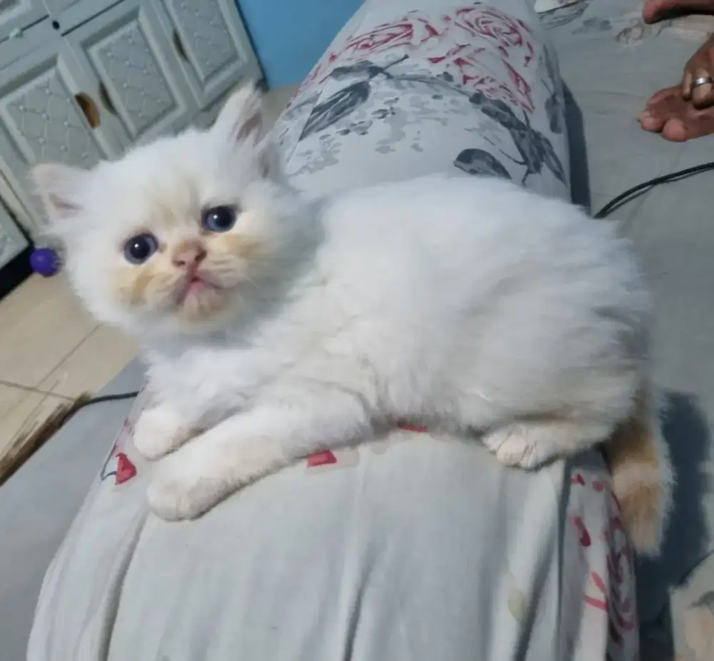 Kitten Kucing persia himalaya red point mata biru blue eyes