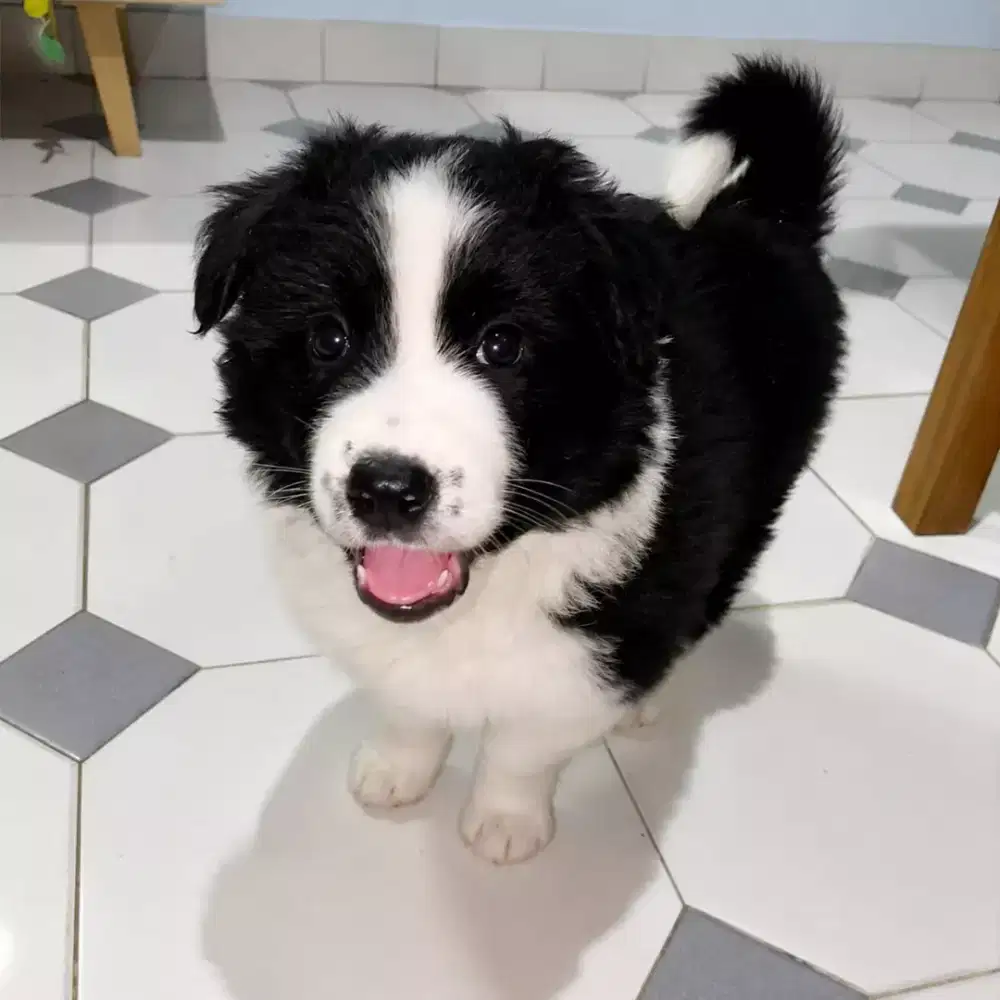 DIJUAL ANJING BORDER COLLIE