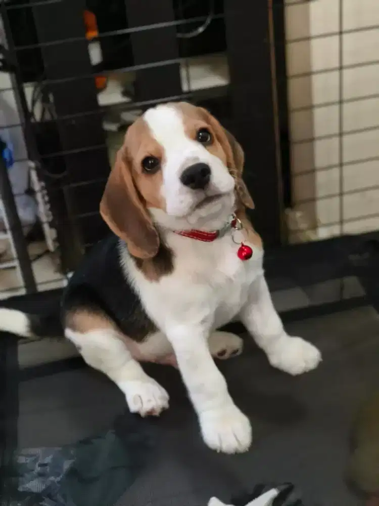DIJUAL ANJING BEAGLE