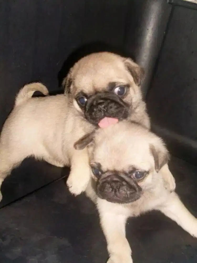 DIJUAL ANJING PUG