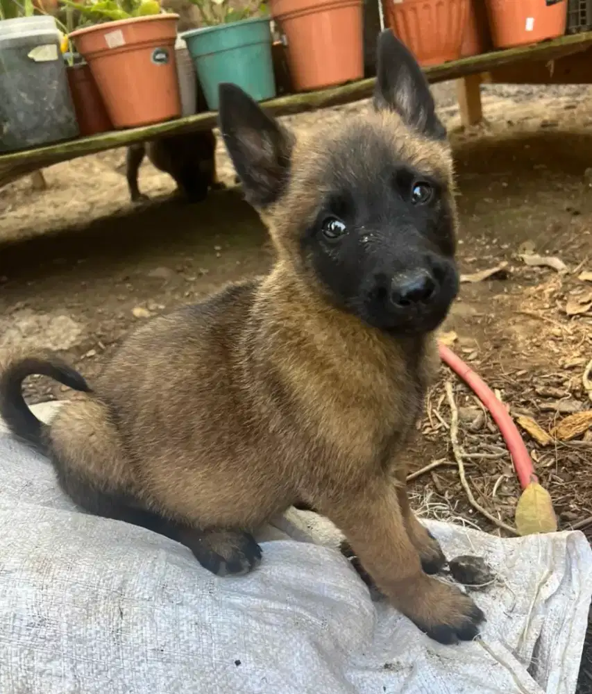 DIJUAL ANJING BELGIAN MALINOIS