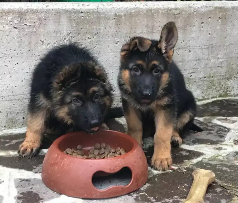 DIJUAL ANJING HERDER GSD