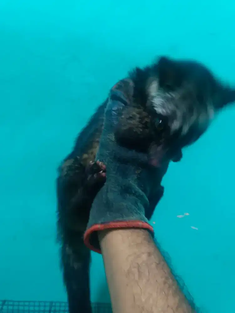 musang pandan anakan