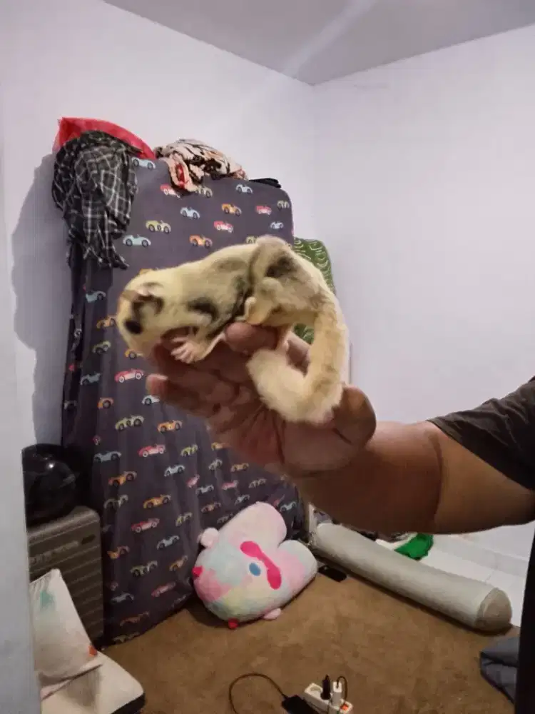 JUAL SUGAR GLIDER FULLSET DENGAN KANDANG DAN ISINYA