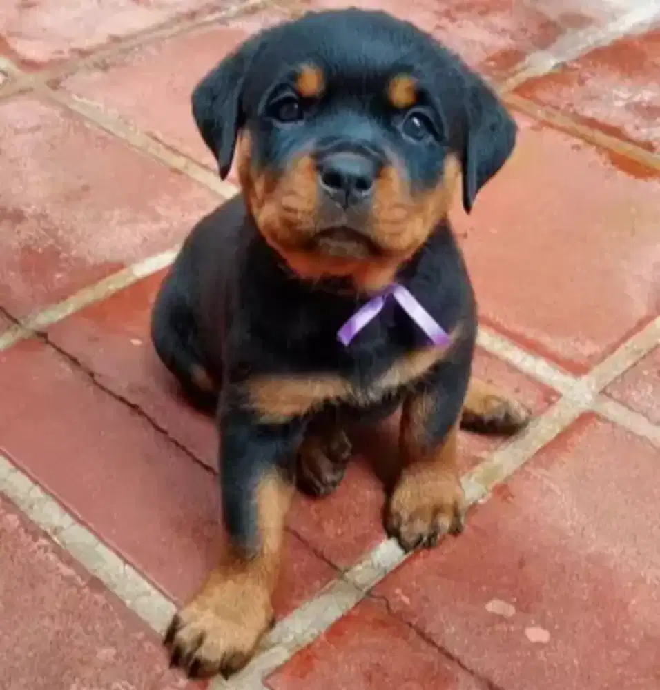 DIJUAL ANJING ROTTWEILER