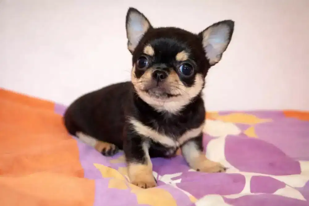 DIJUAL ANJING CHIHUAHUA