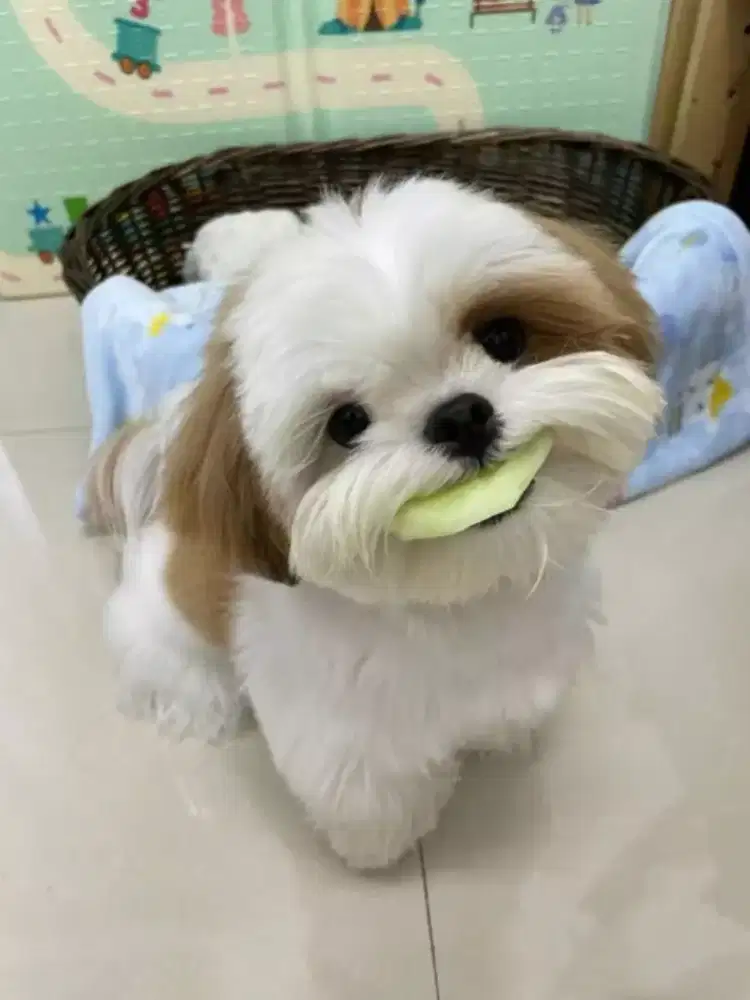DIJUAL ANJING SHIHTZU
