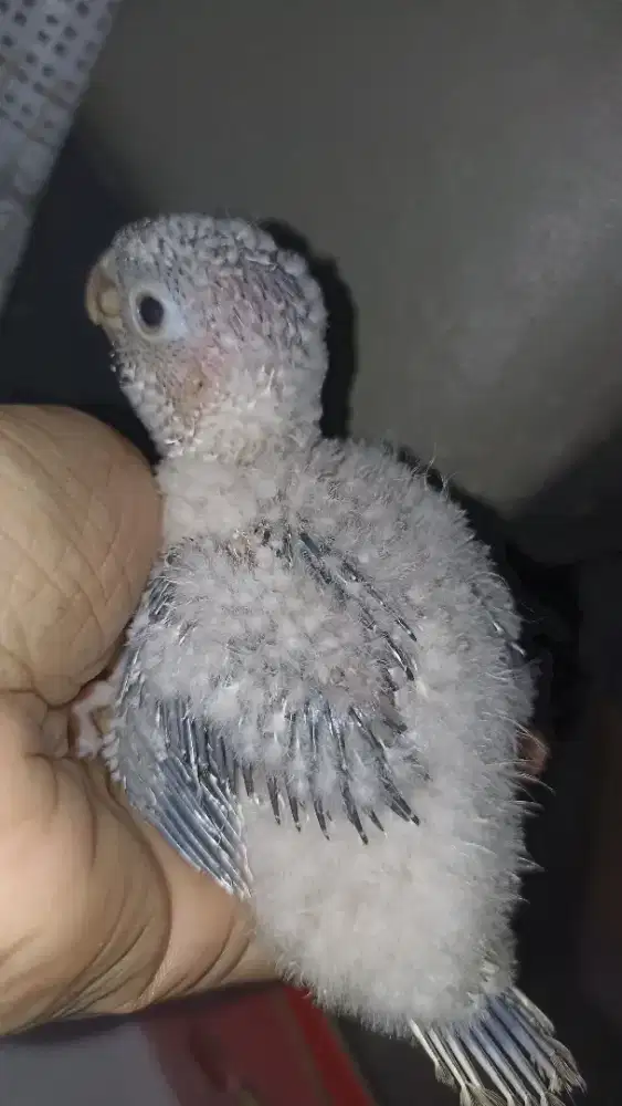 Baby yellow side Tuorques conure