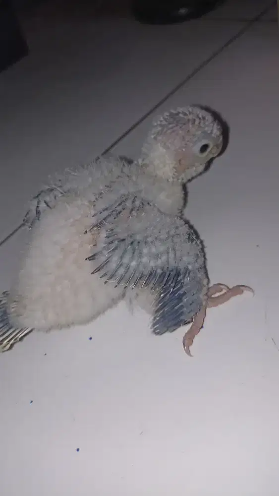 Anakan yellow side turqouis conure
