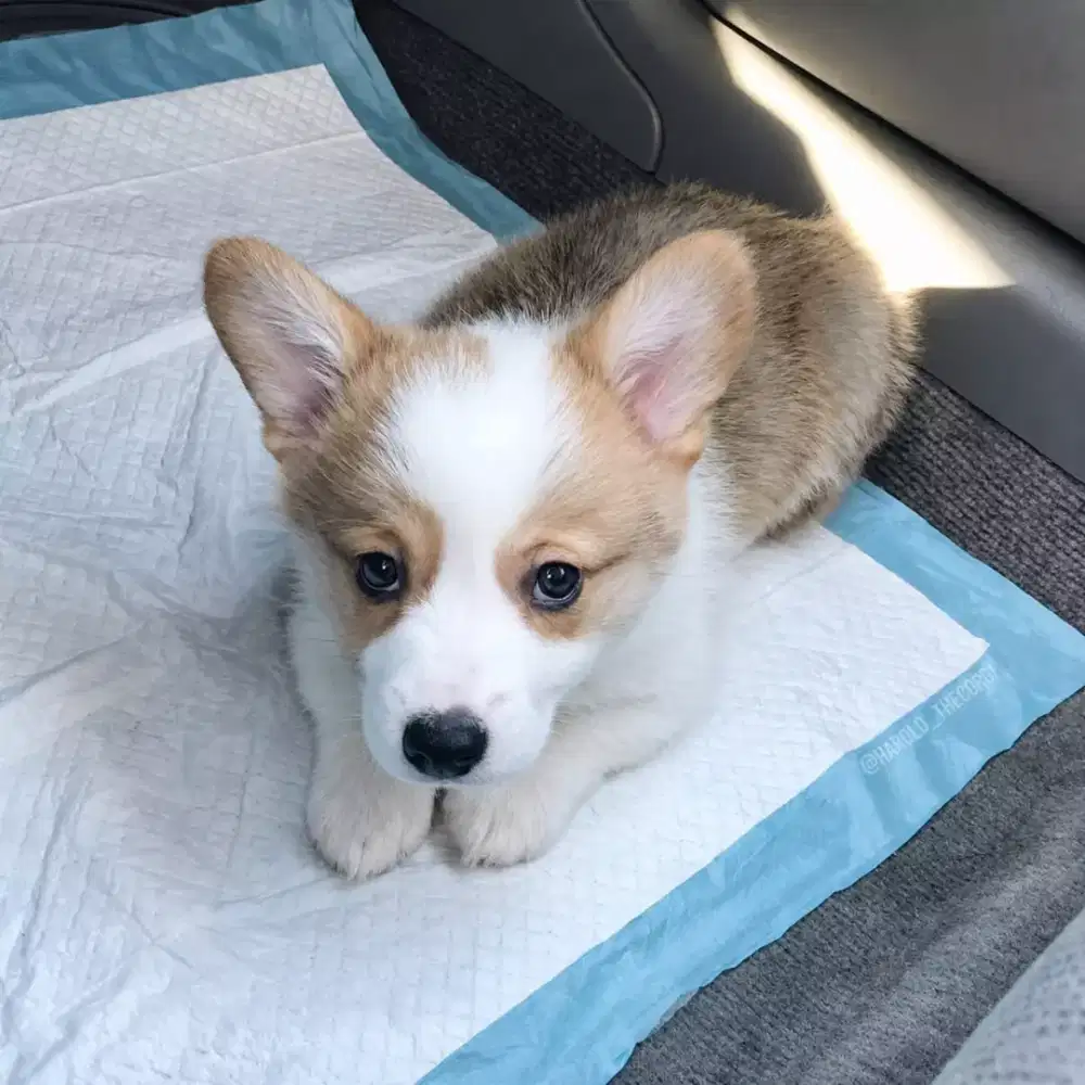 DIJUAL ANJING CORGI