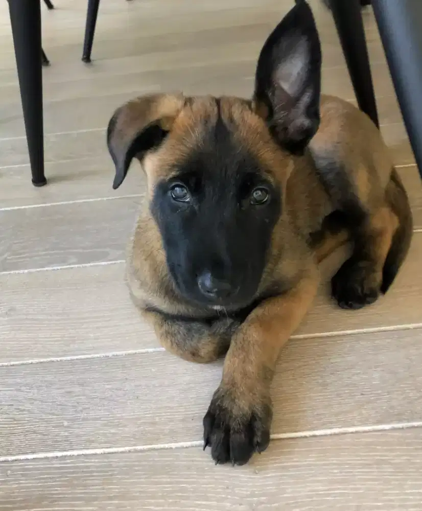 DIJUAL ANJING BELGIAN MALINOIS