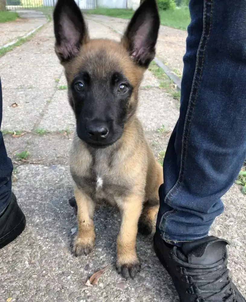 DIJUAL ANJING BELGIAN MALINOIS