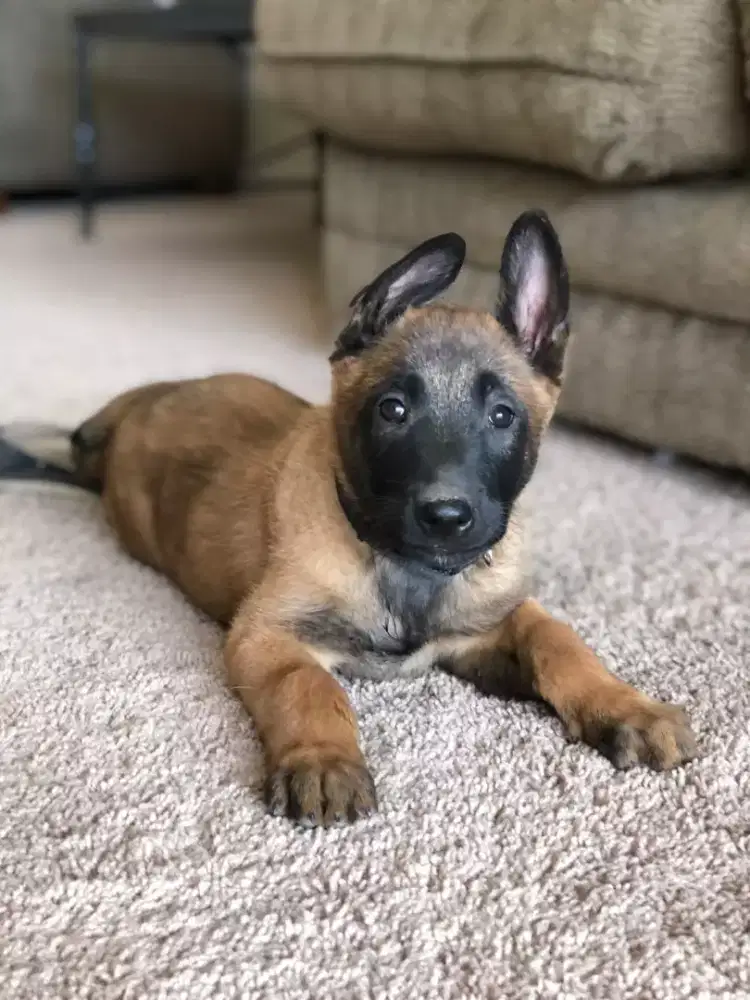 DIJUAL ANJING BELGIAN MALINOIS