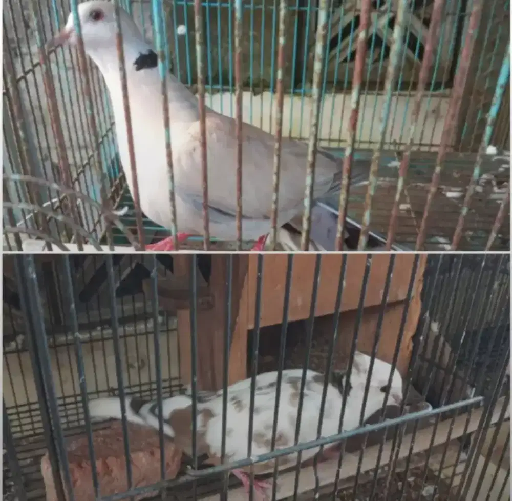 Di jual murah 2 burung puter plus k prkutut