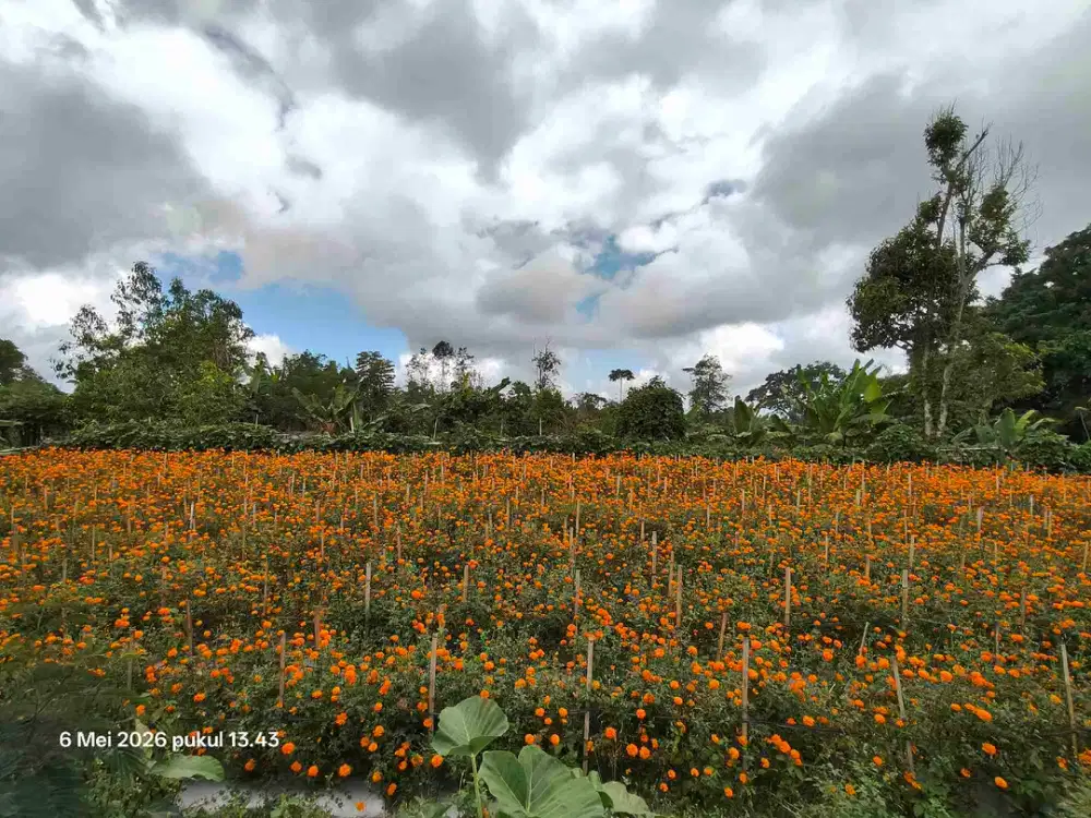 Tanah Kebun bisa untuk Kandang Peternakan di Kintamani Bali
