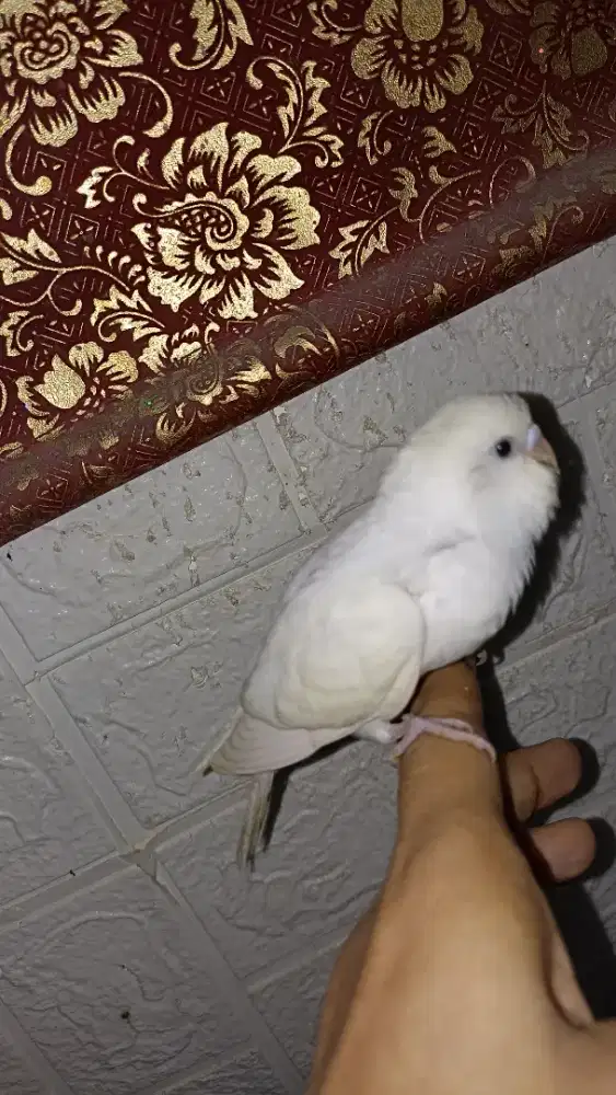 Parkit albino jinak