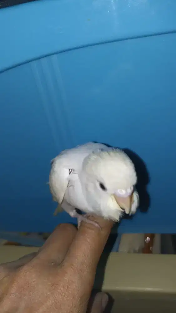Parkit jinak banget