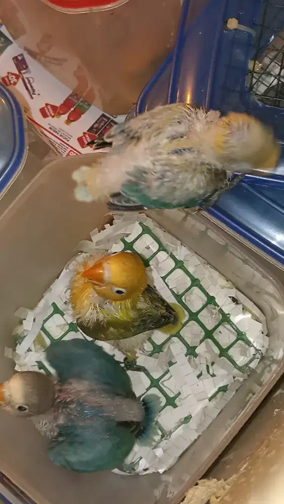 Lovebird harga sesuai jenis