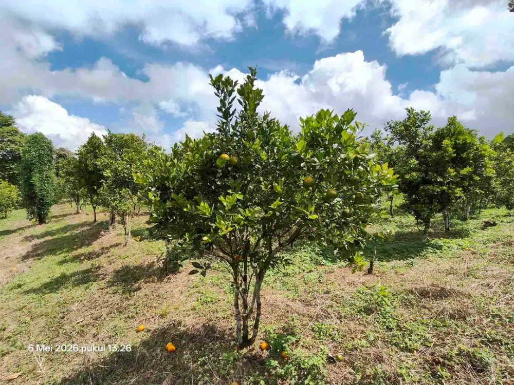 Tanah Kebun Jeruk Bisa untuk Kandang Peternakan di Kintamani Bali
