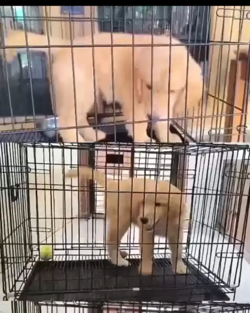 Anakan Anjing Golden Ret stanboom chip