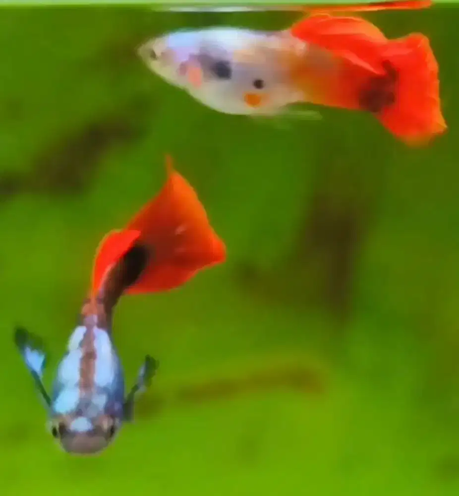 Sepasang Guppy platinum red tail big ear (PRTBE)