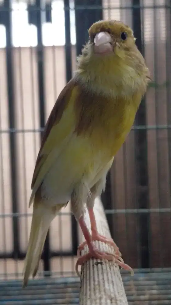 Burung kenari AF Betina siapan