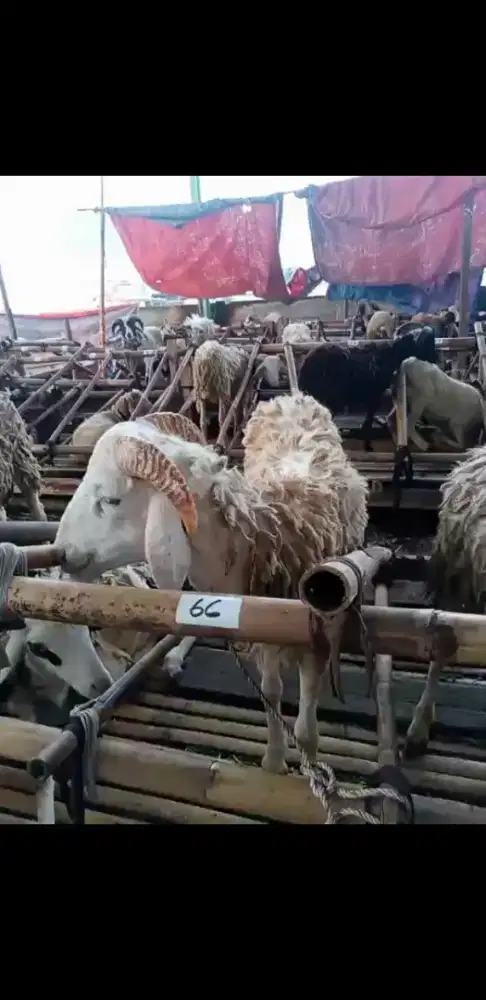 Jual hewan qurban domba bandung
