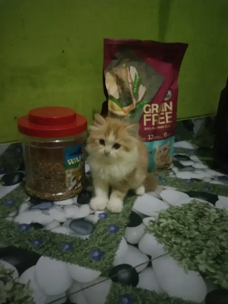 Persia longhair usia 2 bulan jantan