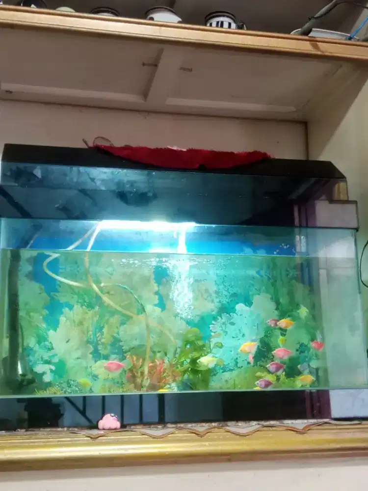 Aquarium set bersama ikannya