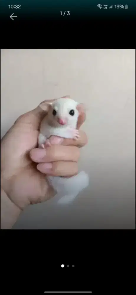 SUGAR GLIDER LEUCISTIC JOEY JANTAN