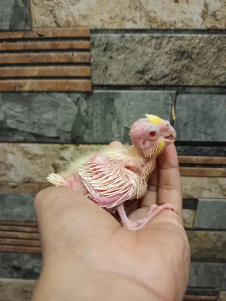 Lo lohan burung Falk ready stock
