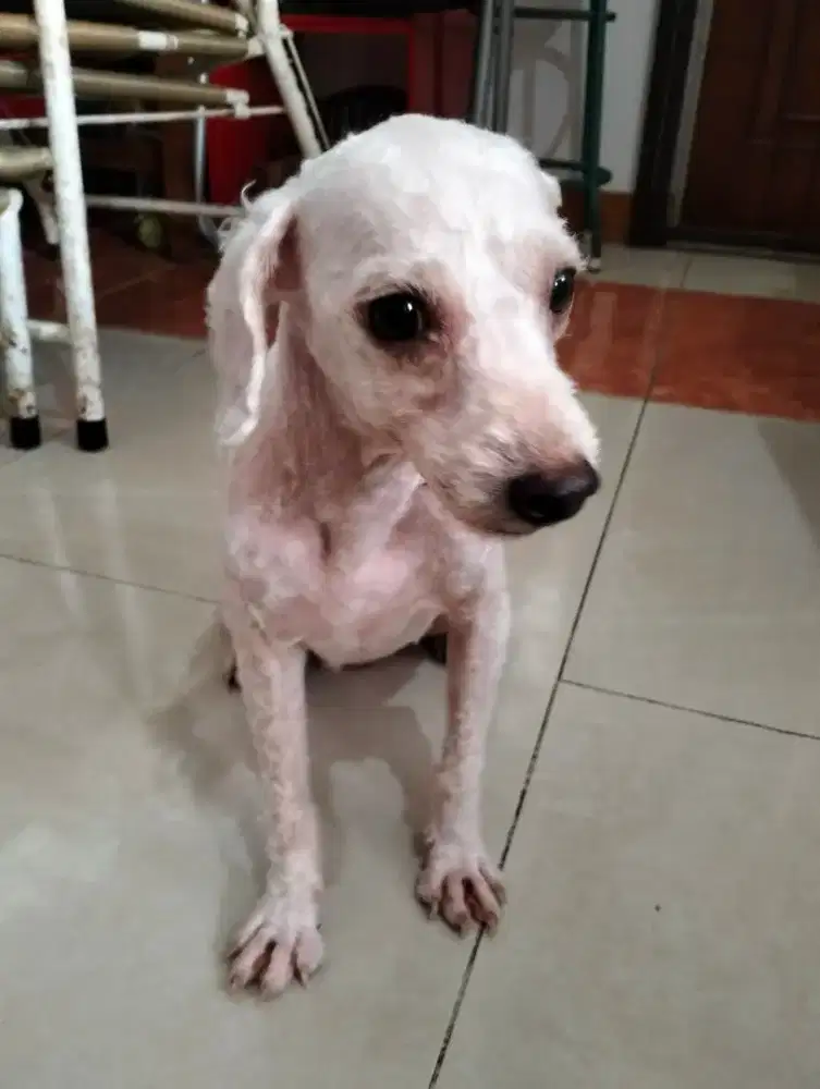 Jual poodle jantan