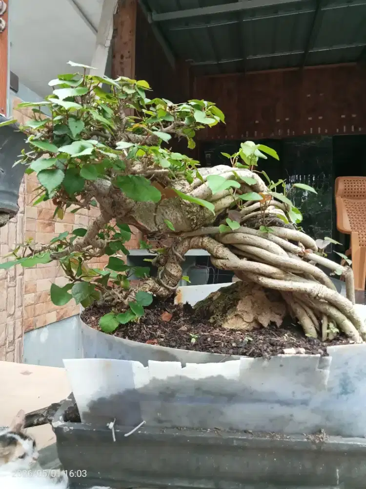 Bonsai Waru Taiwan