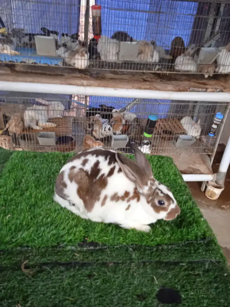 Kelinci Rex karpet jantan