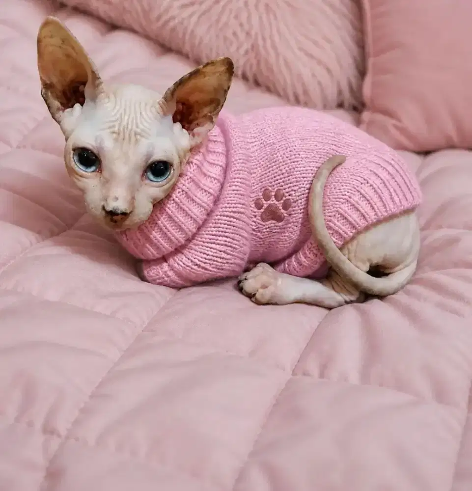 Kucing sphynx betina
